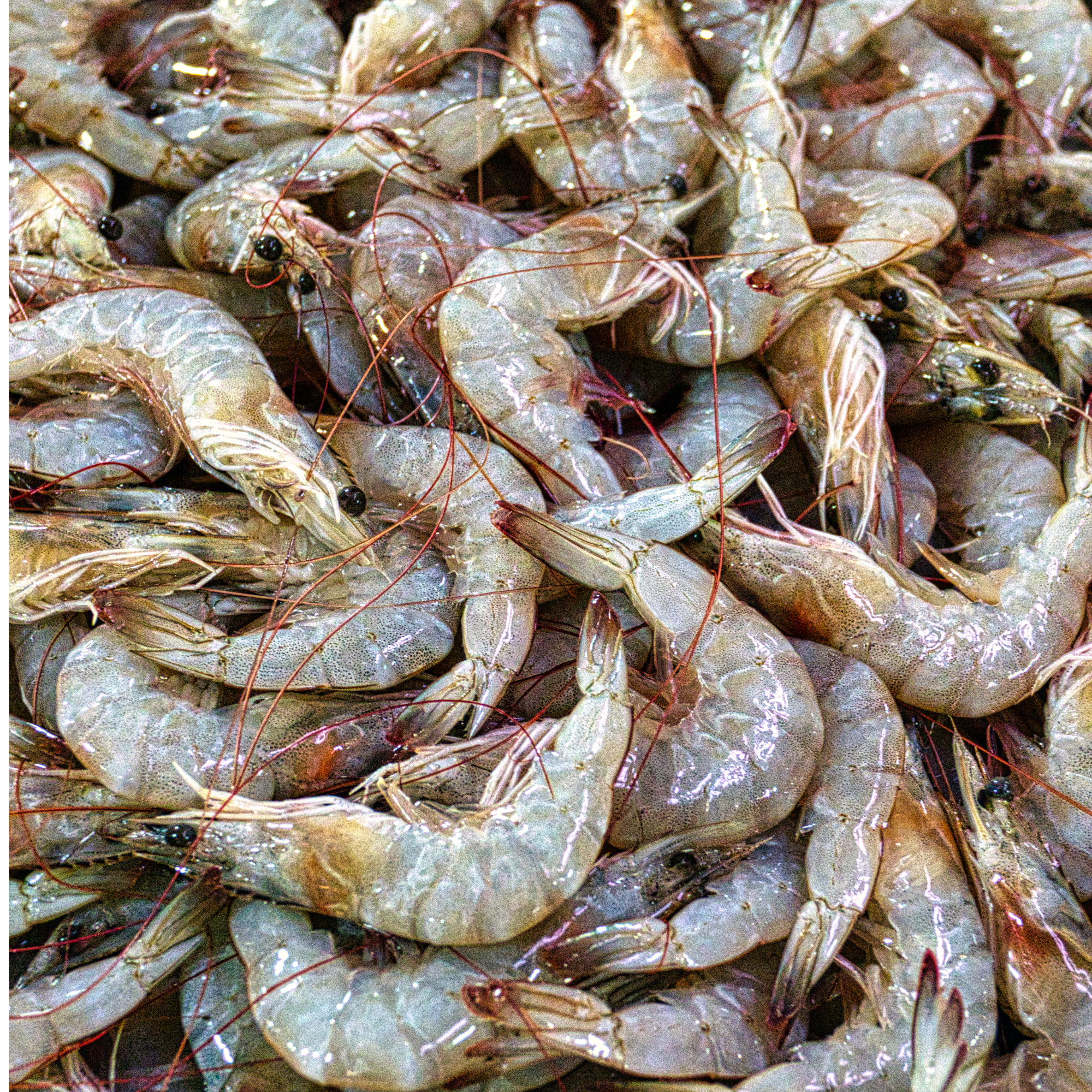 Shrimp